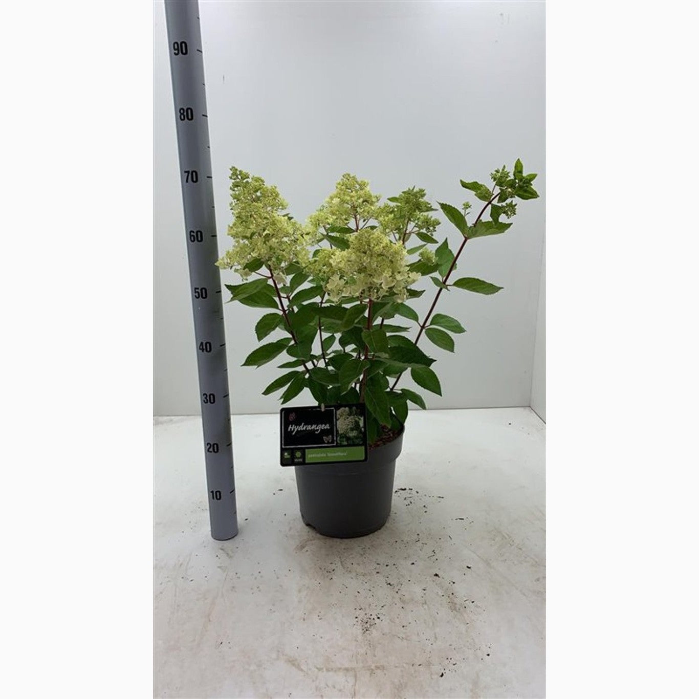 Syrenhortensia – Hydrangea paniculata 'Grandiflora' - C7,5