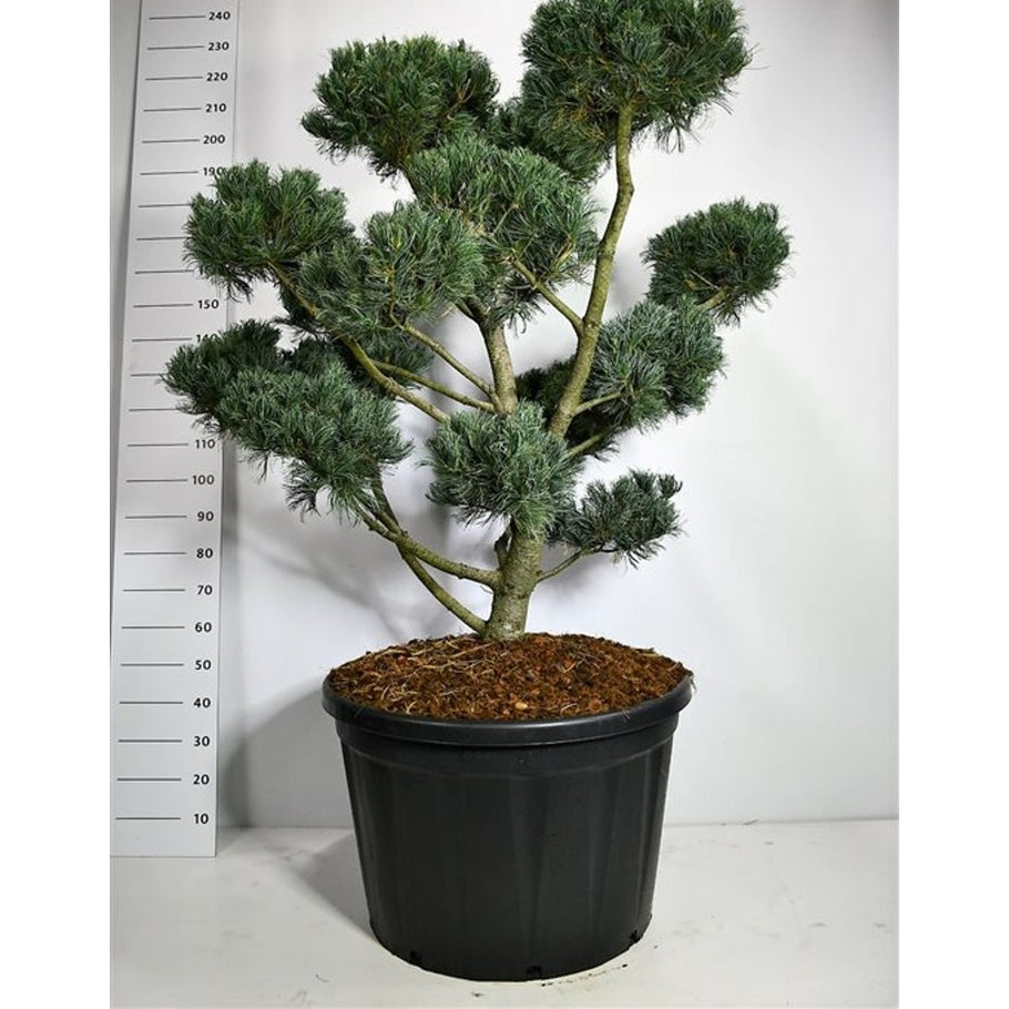 Japansk vit­tall – Pinus parviflora 'Glauca' - C230 125-150 cm. Bonsai