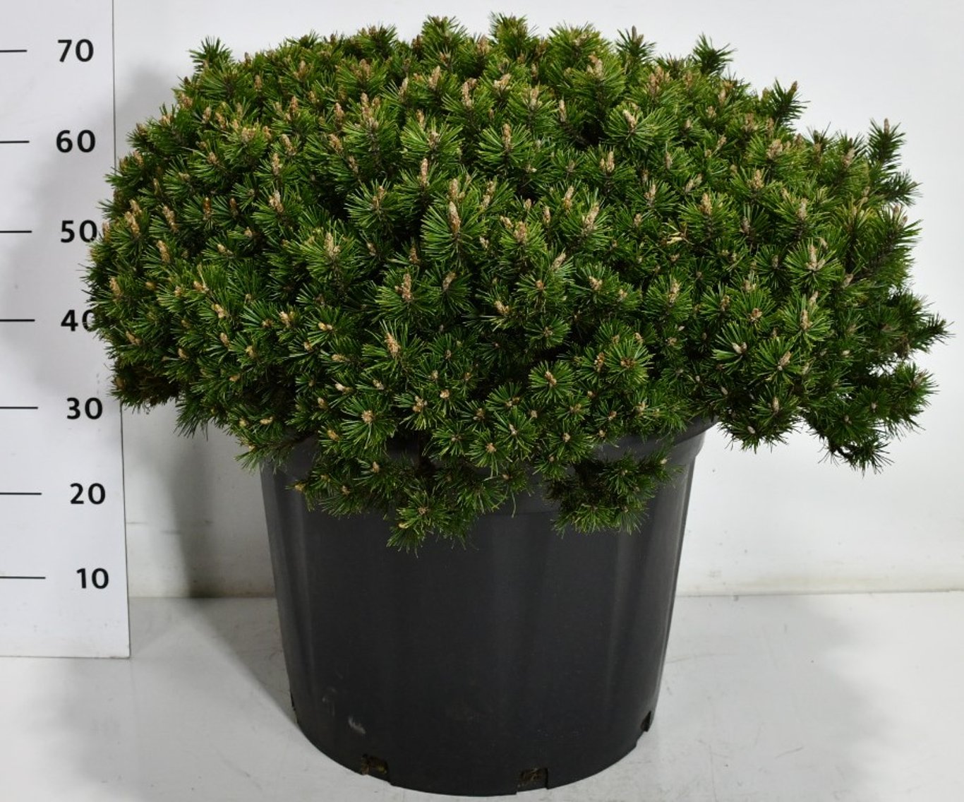 Bergtall – Pinus mugo &