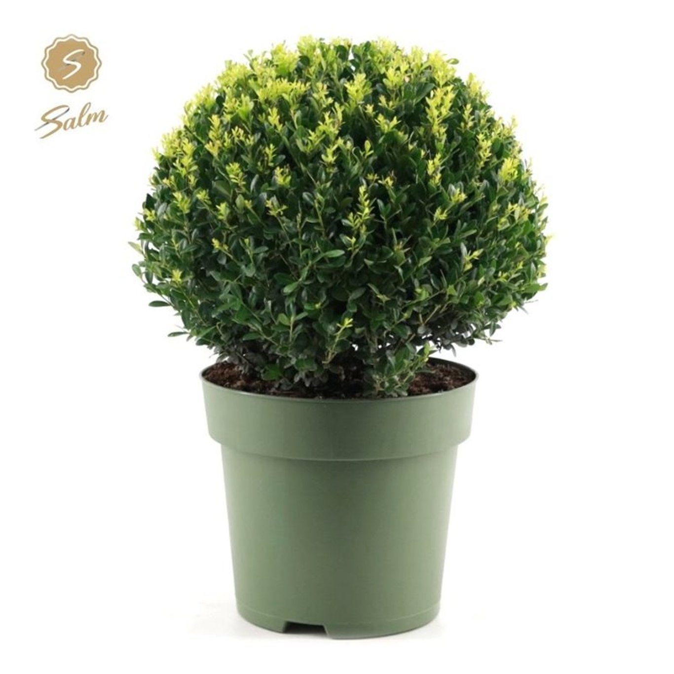 Japansk järnek – Ilex crenata 'Jenny' - 40 CM Ball Cont.