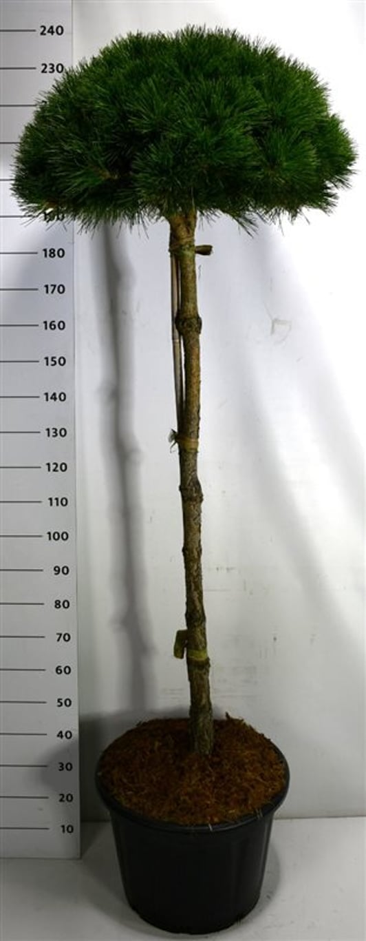 Svarttall – Pinus nigra &