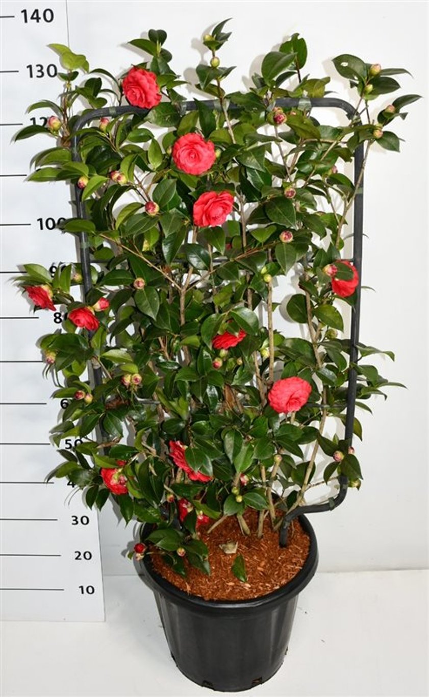 Japansk kamelia – Camellia japonica &