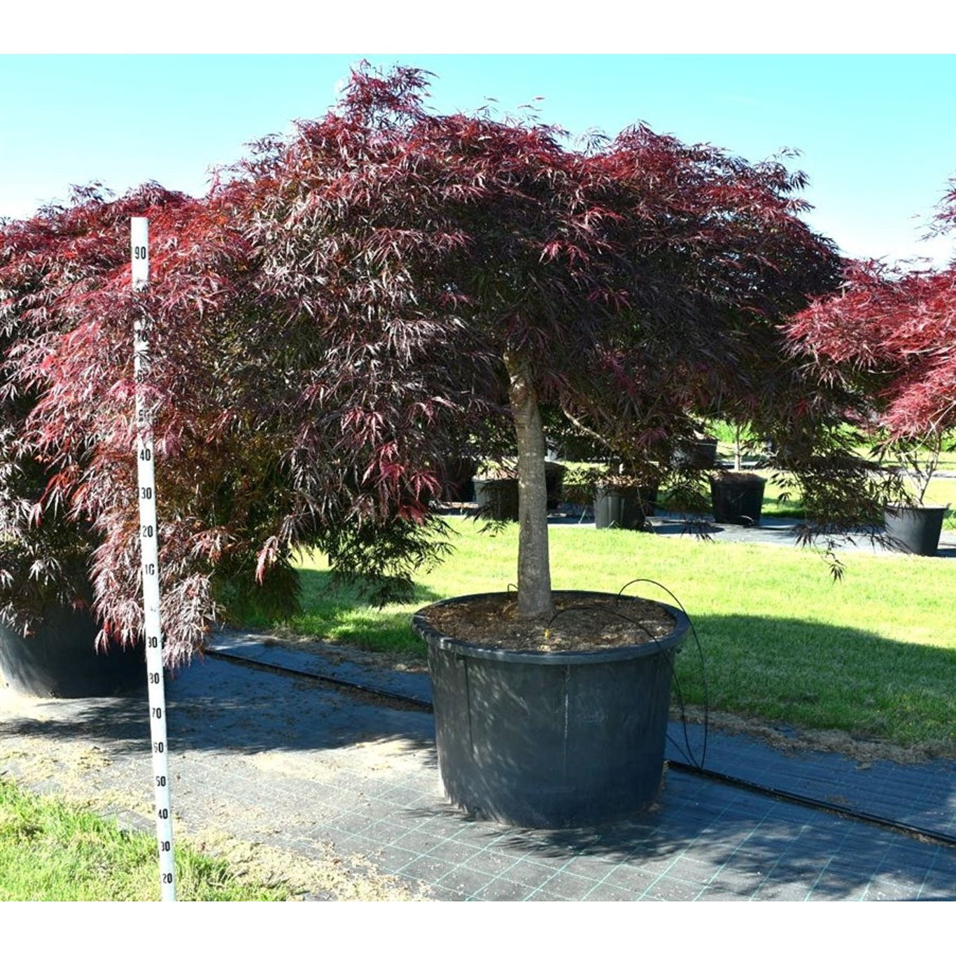 Japansk lönn – Acer palmatum 'Inaba-shidare' - C450 110 cm. Stam