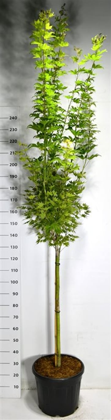 Japansk solfjäderslönn – Acer shirasawanum &