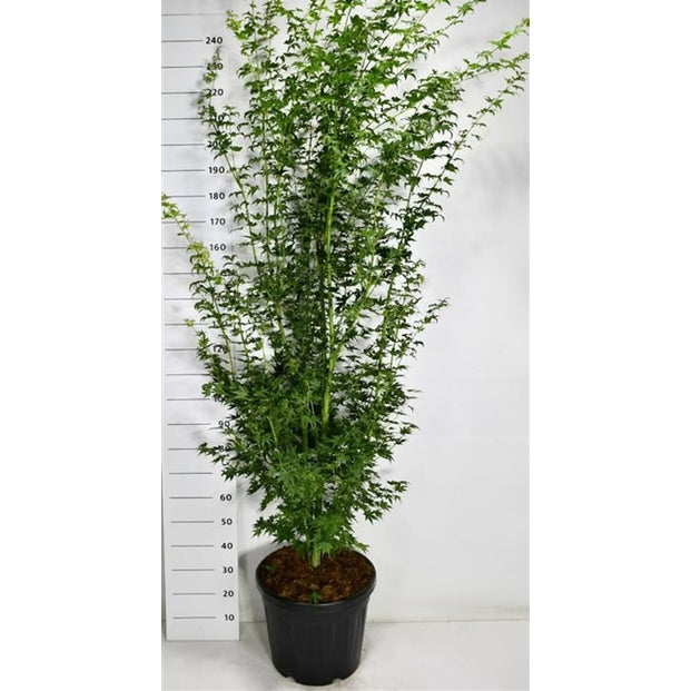 Japansk lönn – Acer palmatum 'Going Green' - C45 200-225 cm.