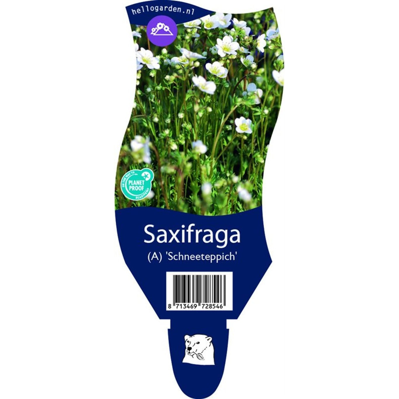 Alpklocka – Saxifraga (A); 'Schneeteppich' - P11