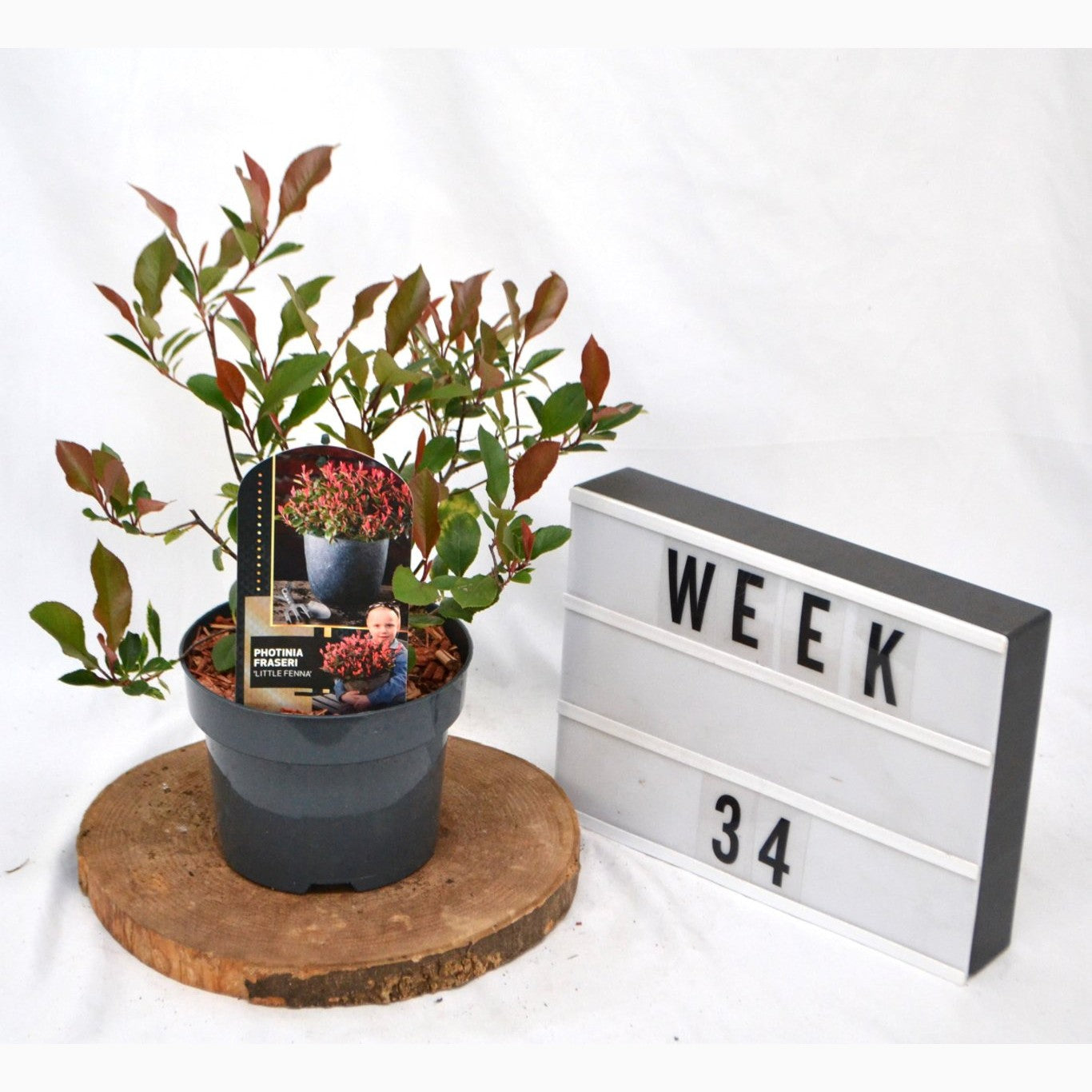 Fotinia – Photinia fraseri 'Little Fenna' - C2 50-60 CM