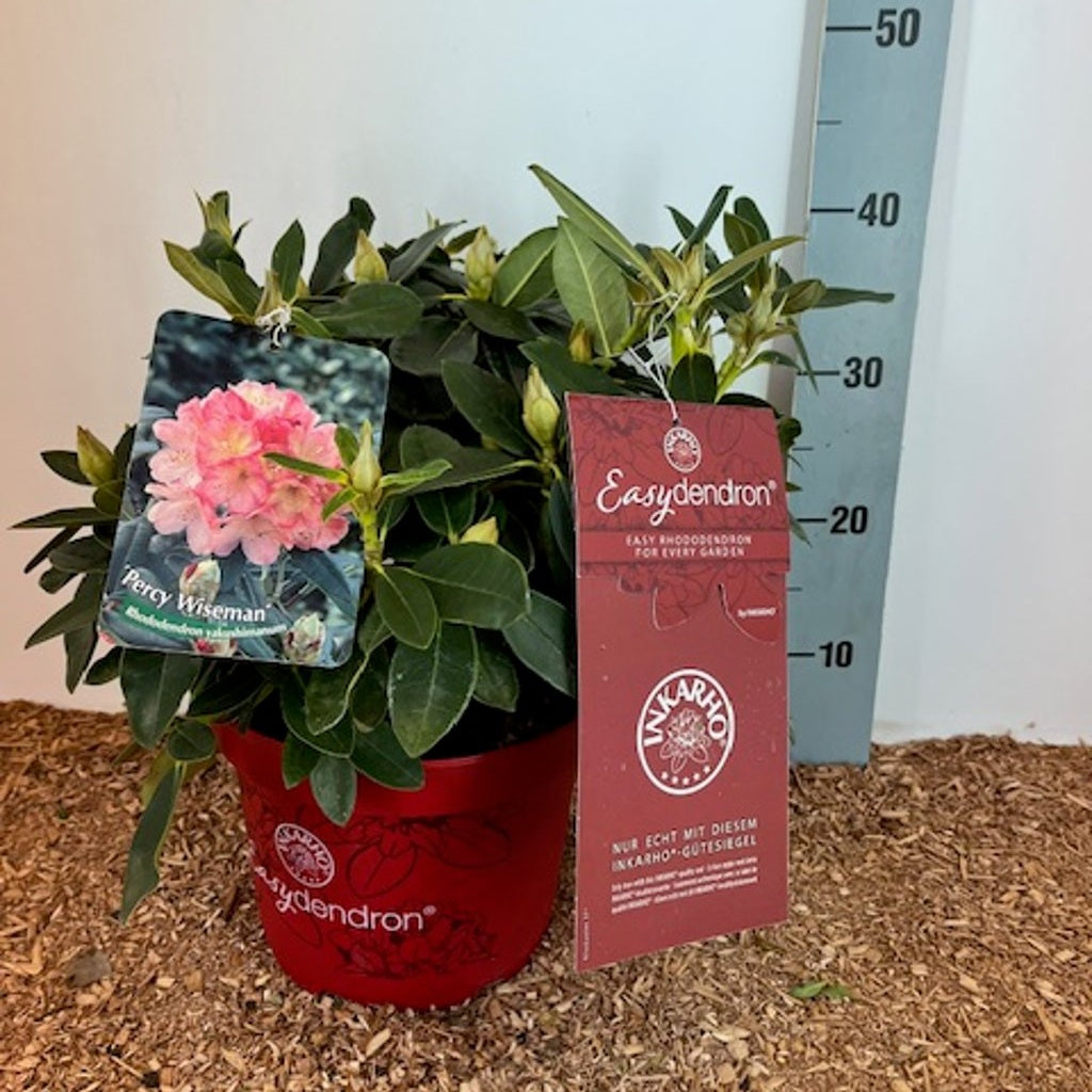Rhododendron – Rhododendron (Y); 'Percy Wiseman' - C5 25-30 CM