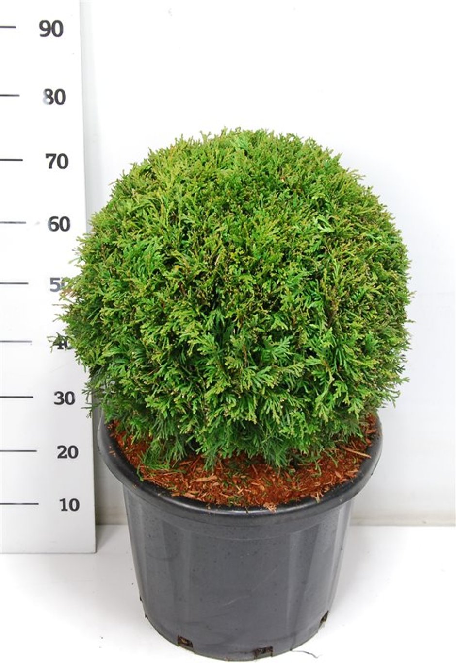 Thuja – Thuja occidentalis 'Brabant' - C25 50 cm. Bol