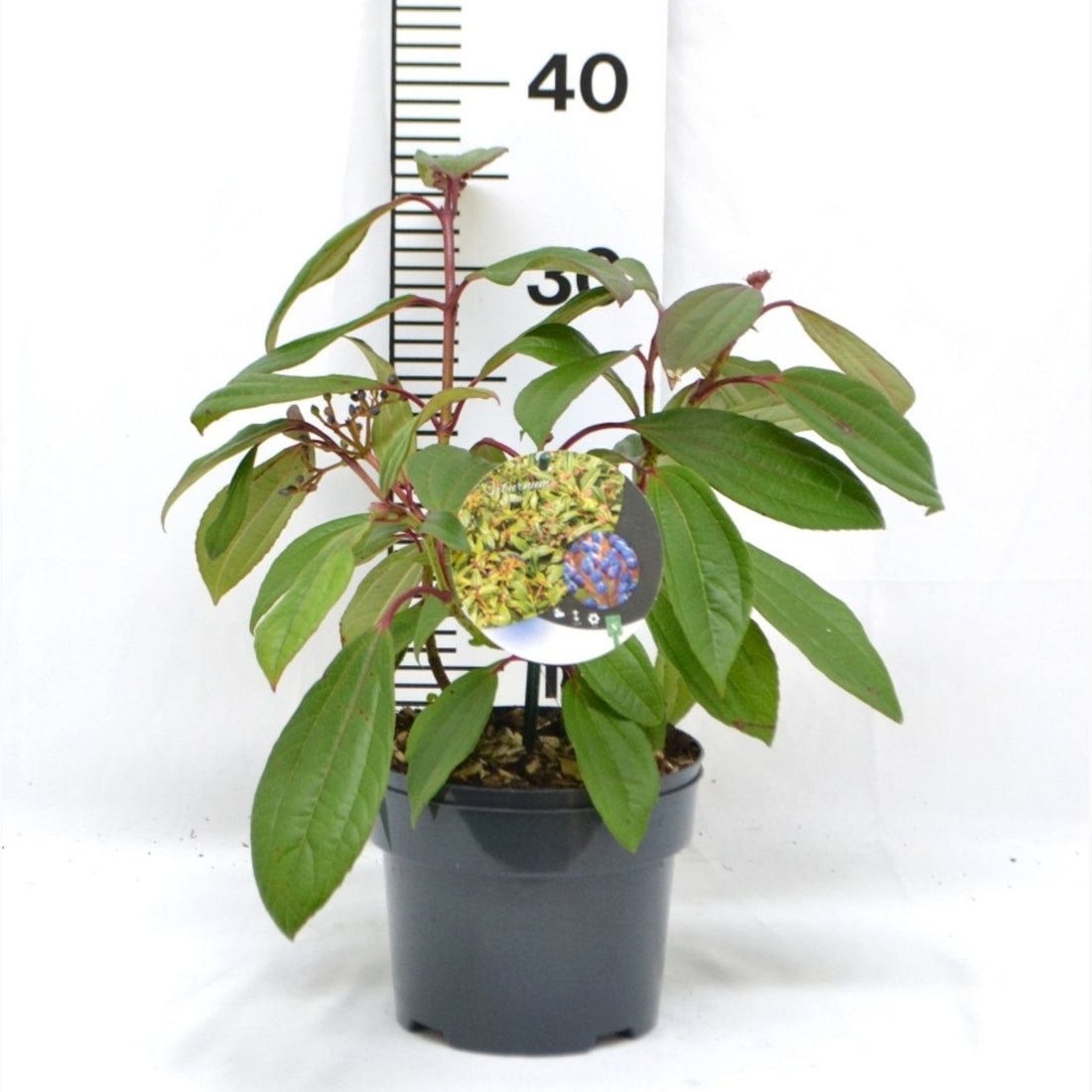 Davidii-olvon – Viburnum davidii - C2 50-60 CM