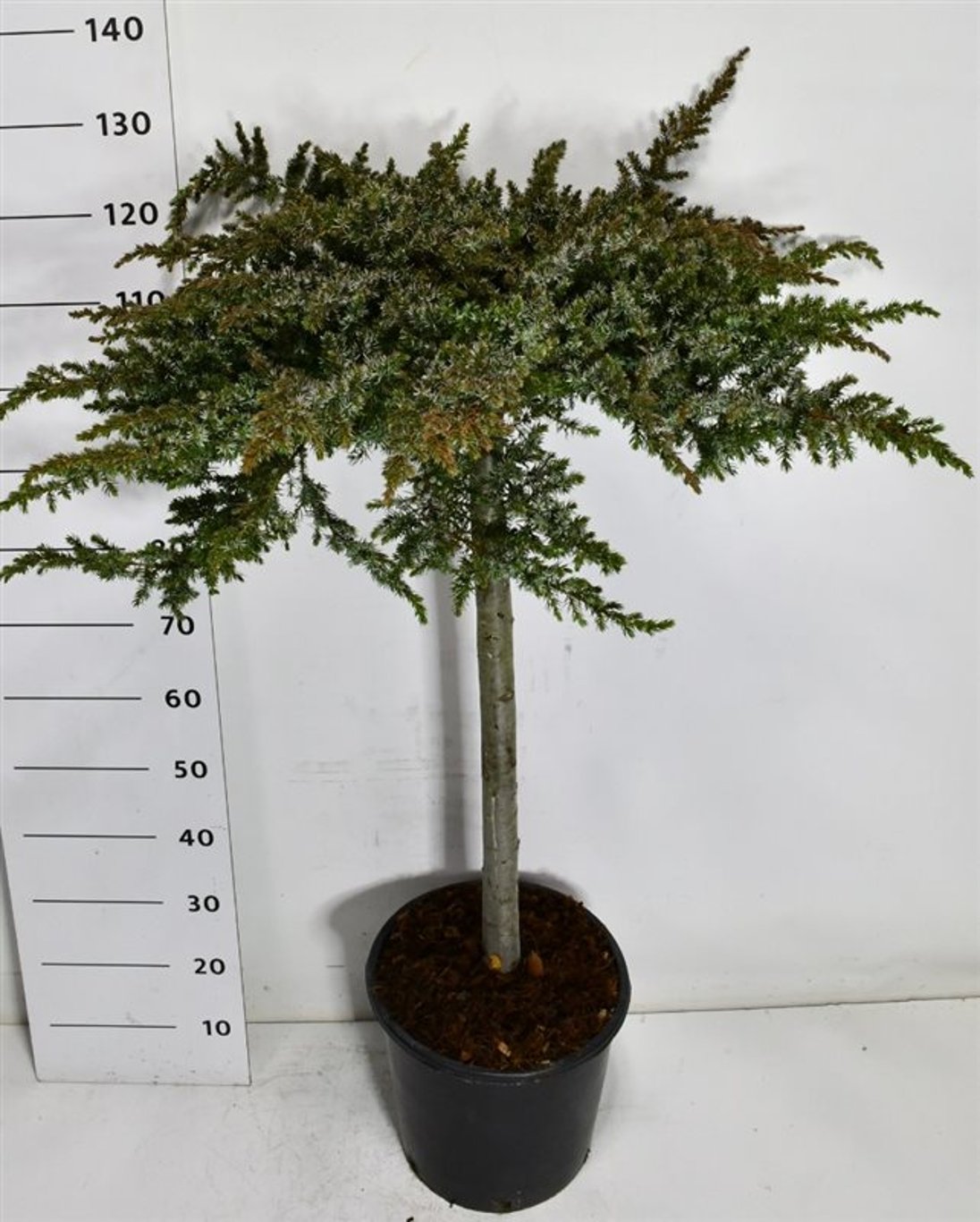 Strand-en – Juniperus conferta &