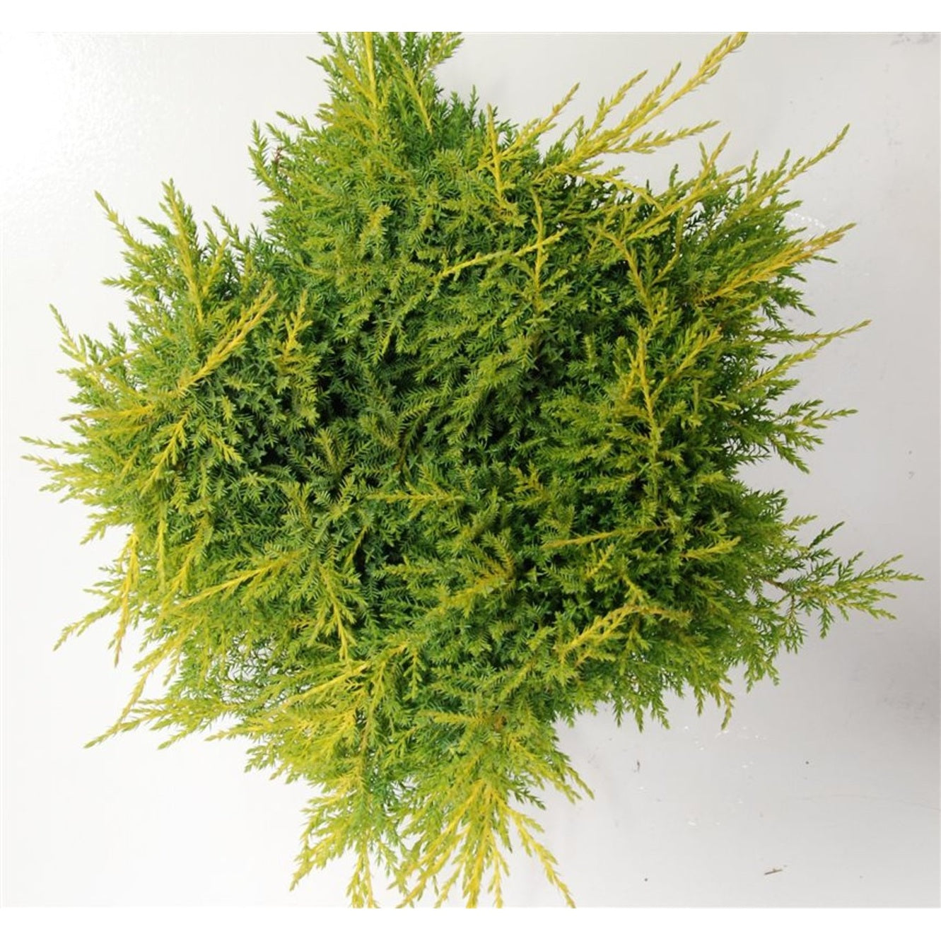 Pfitzer-en – Juniperus pfitzeriana 'Gold Star' - C12 50-60 cm.