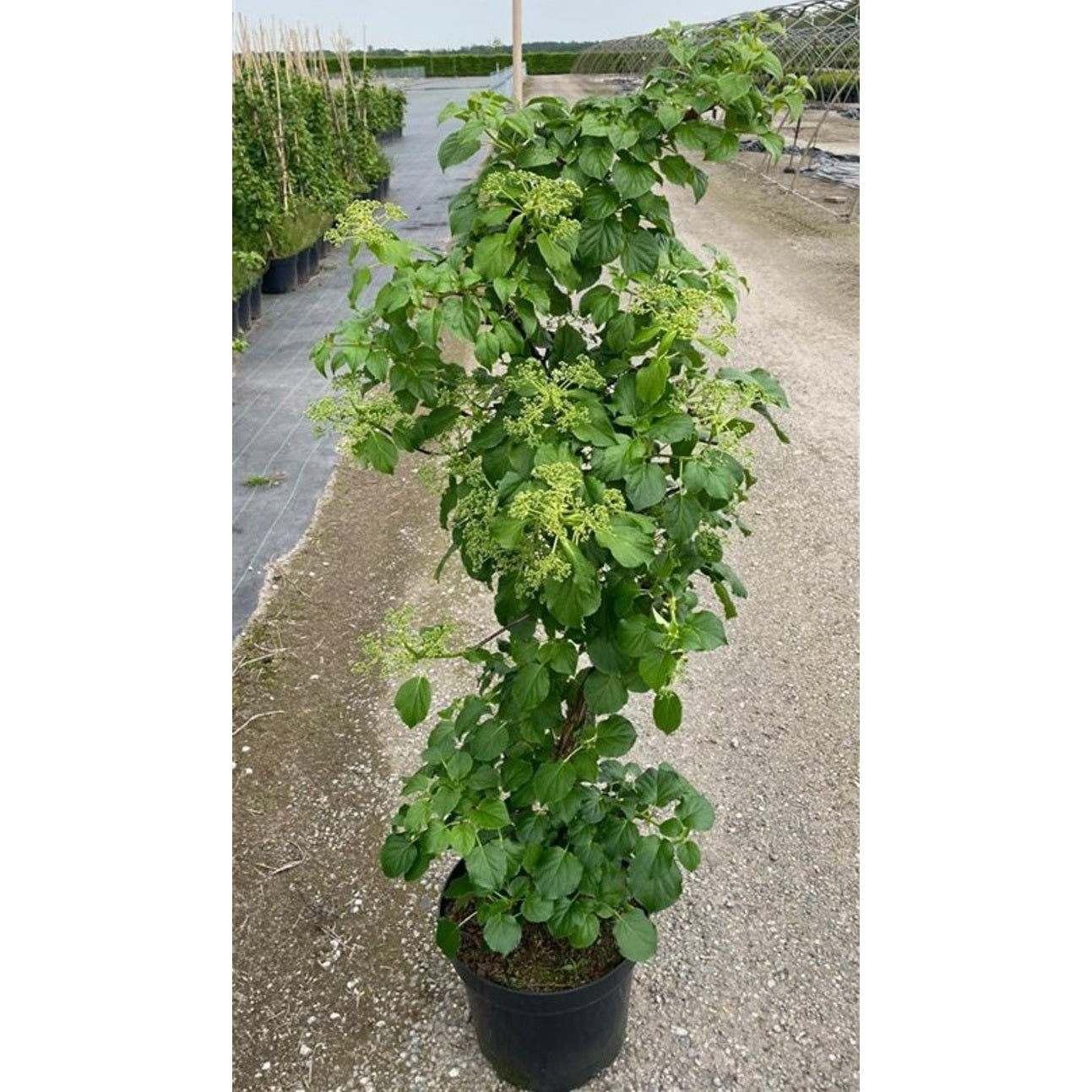 Hortensia – Hydrangea arborescens 'Pink Percussion' - C15 80-100 CM Stick