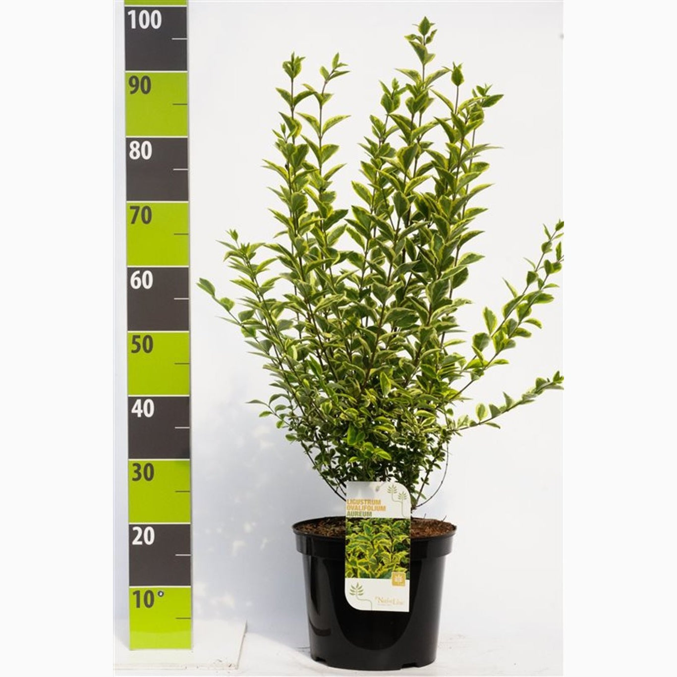 Liguster – Ligustrum ovalifolium 'Aureum' - C7.5 80-100 CM