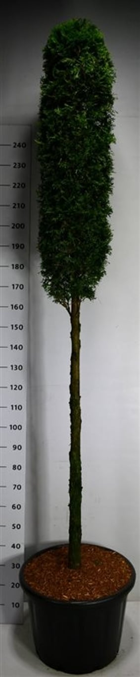 Thuja – Thuja occidentalis &