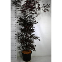 Japansk lönn – Acer palmatum 'Black Lace' - C35 175-200 cm.