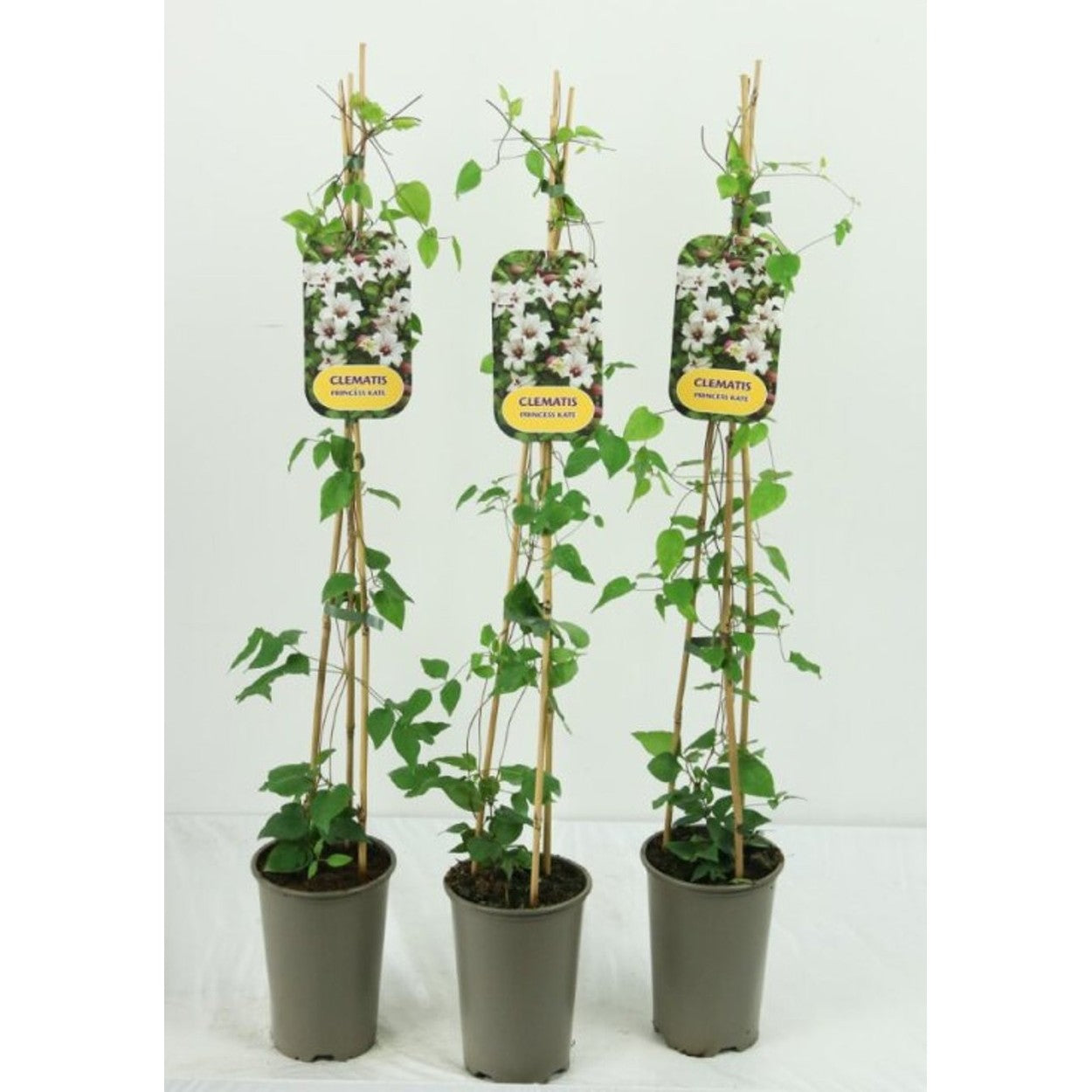 Klematis – Clematis Princess Kate - C2 60-80 CM Stick