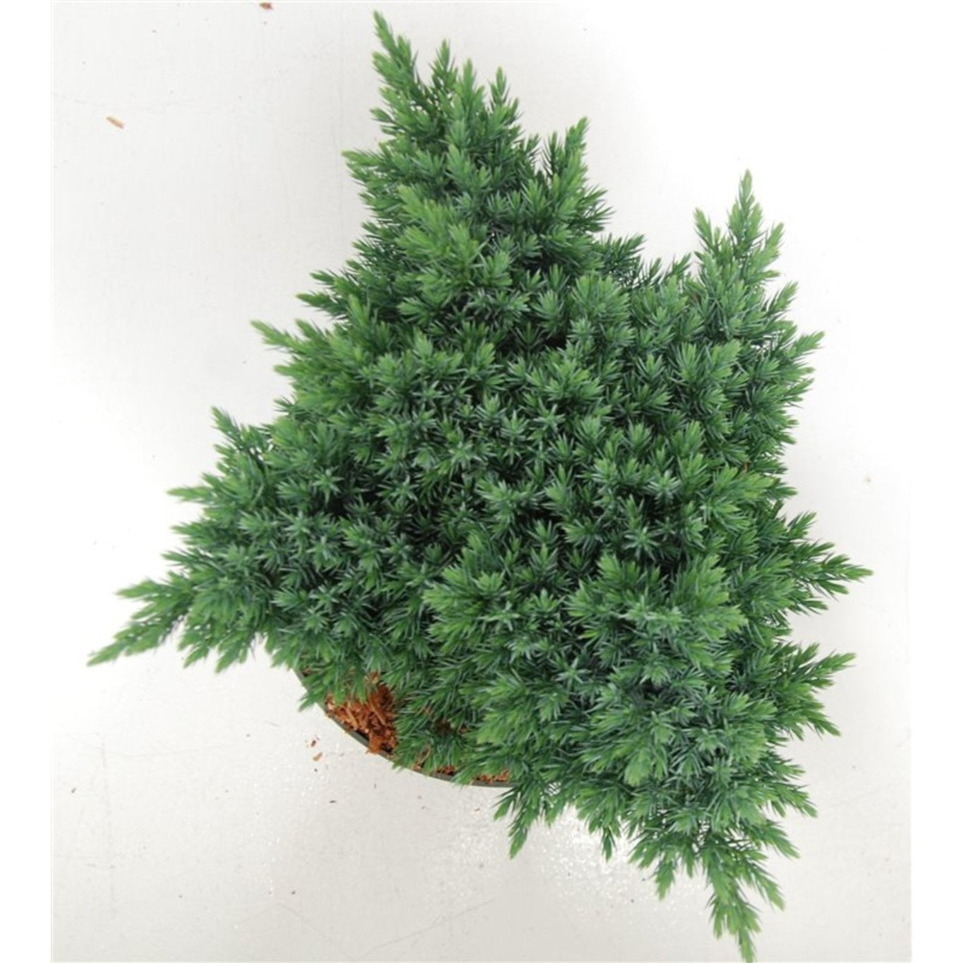 Himalaya-en – Juniperus squamata 'Blue Star' - C5 25-30 cm.