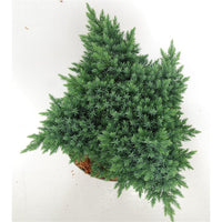 Himalaya-en – Juniperus squamata 'Blue Star' - C5 25-30 cm.