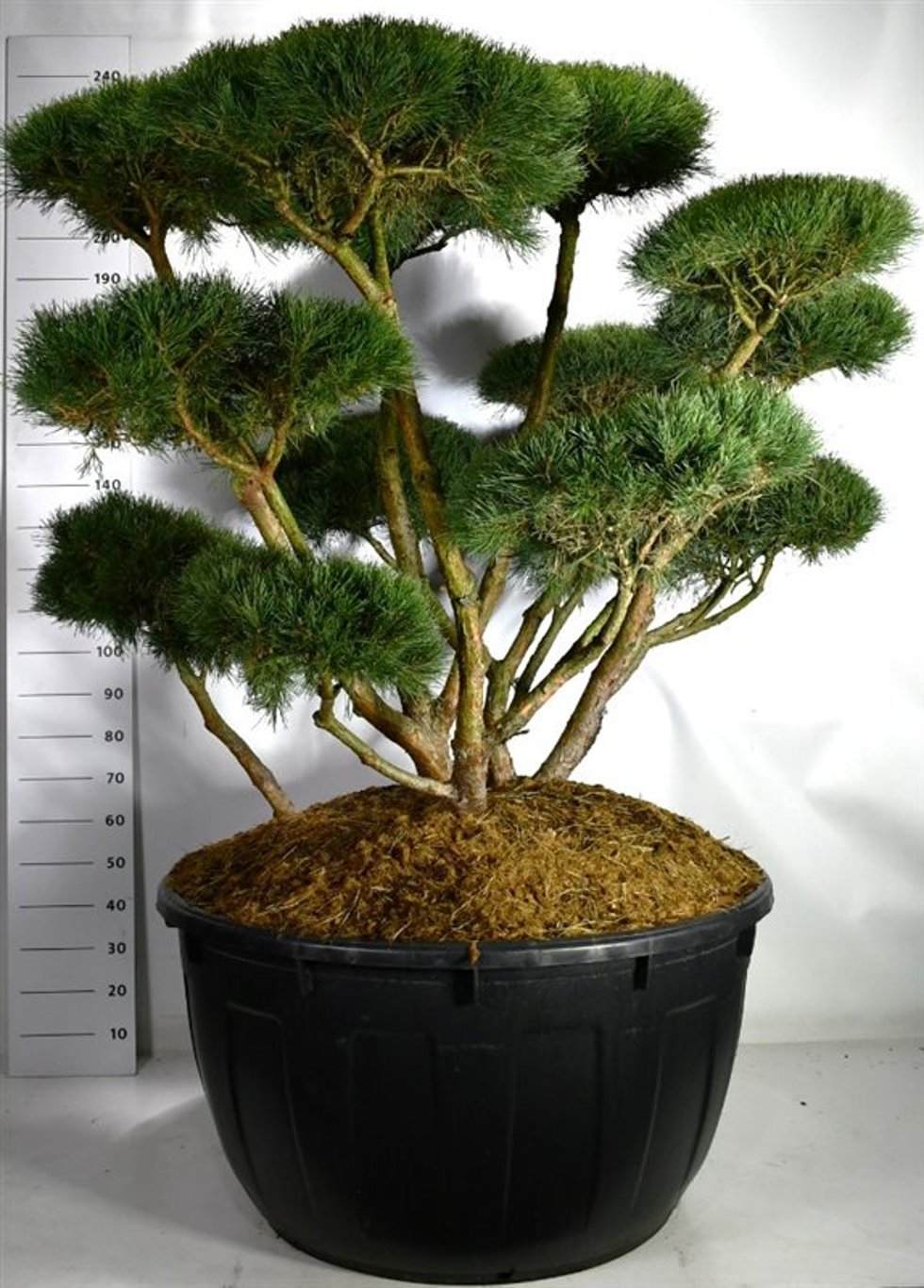 Tall – Pinus sylvestris 'Watereri' - C500 150-160 cm. Bonsai