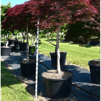 Japansk lönn – Acer palmatum 'Garnet' - C160 140-160 cm. Stam
