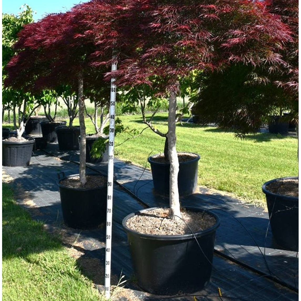 Japansk lönn – Acer palmatum 'Garnet' - C160 140-160 cm. Stam