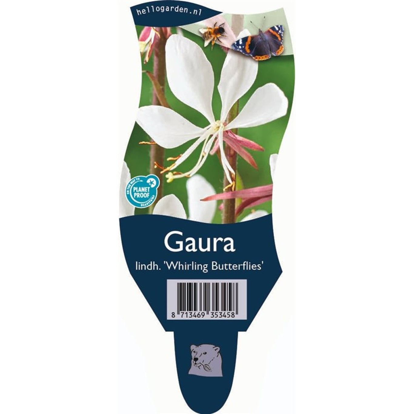 Sommarljus – Gaura lindheimeri 'Whirling Butterflies' - P11