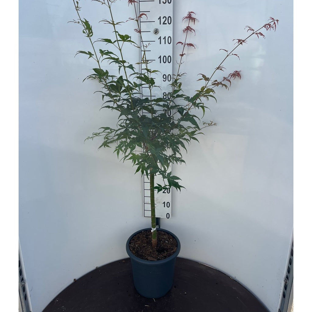 Japansk lönn – Acer pal. 'Ukigumo' - 50 CM Stem C15