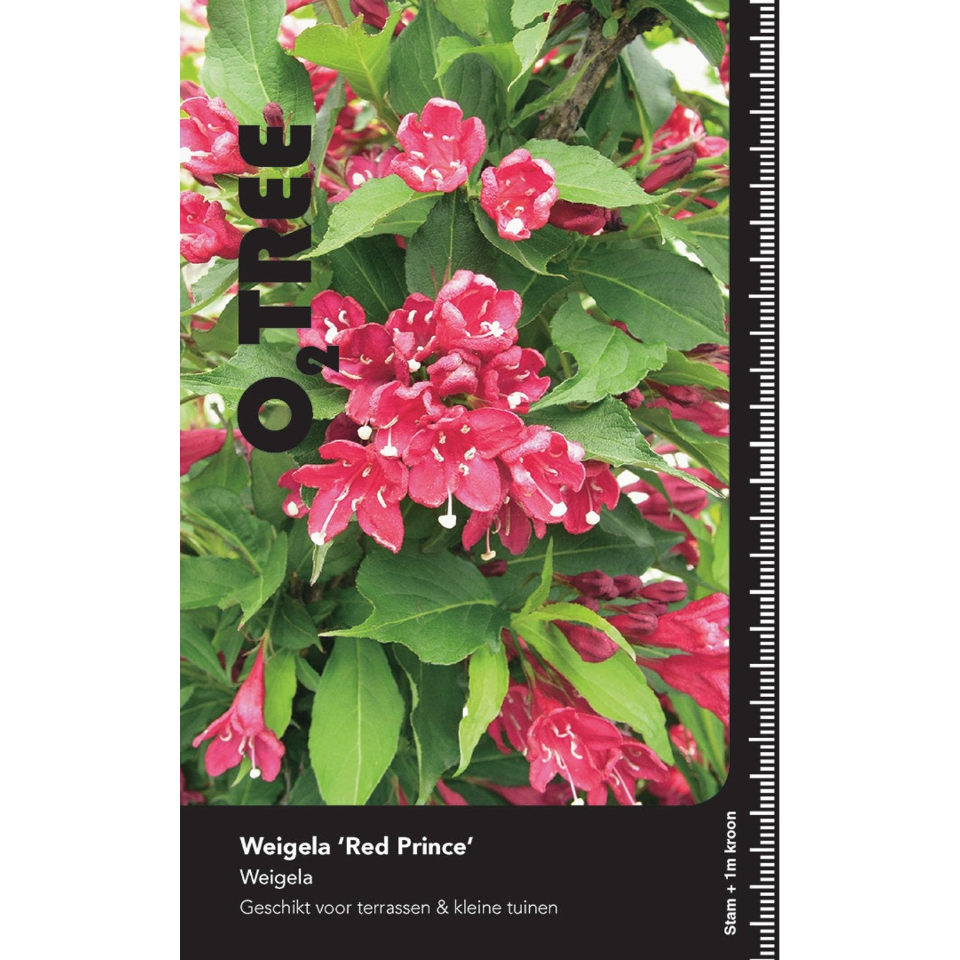 Praktweigela – Weigela 'Red Prince' - 90 CM Stem C10