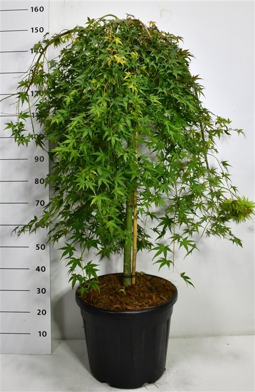 Japansk lönn – Acer palmatum &