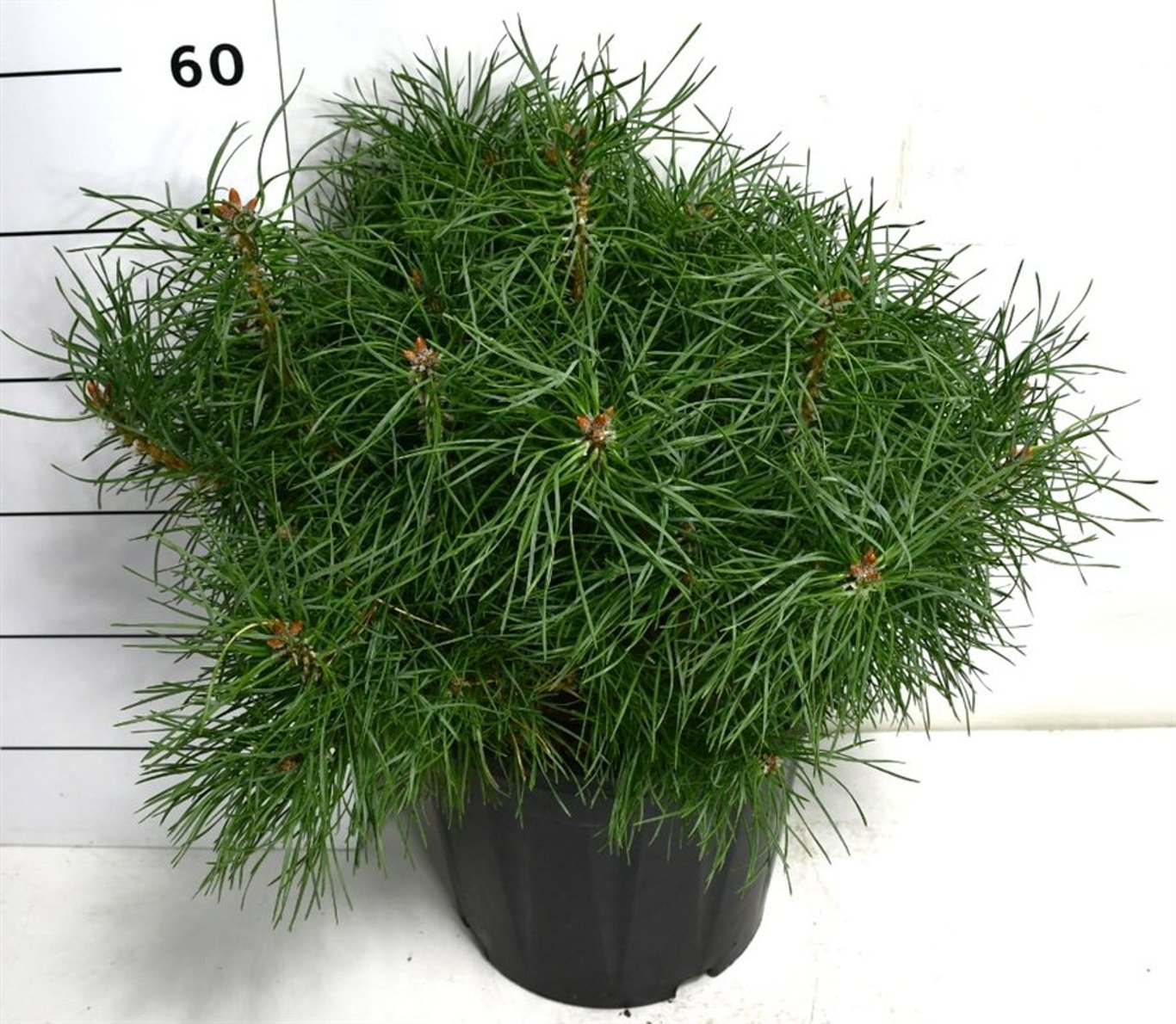 Tall – Pinus sylvestris 'Blue Pearl' - C13 30-40 cm.