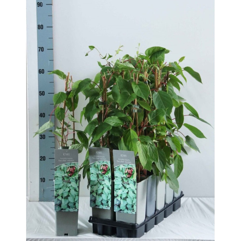 Minikiwi – Actinidia a. 'Ken's Red' - C2 50-60 CM 3 Stick