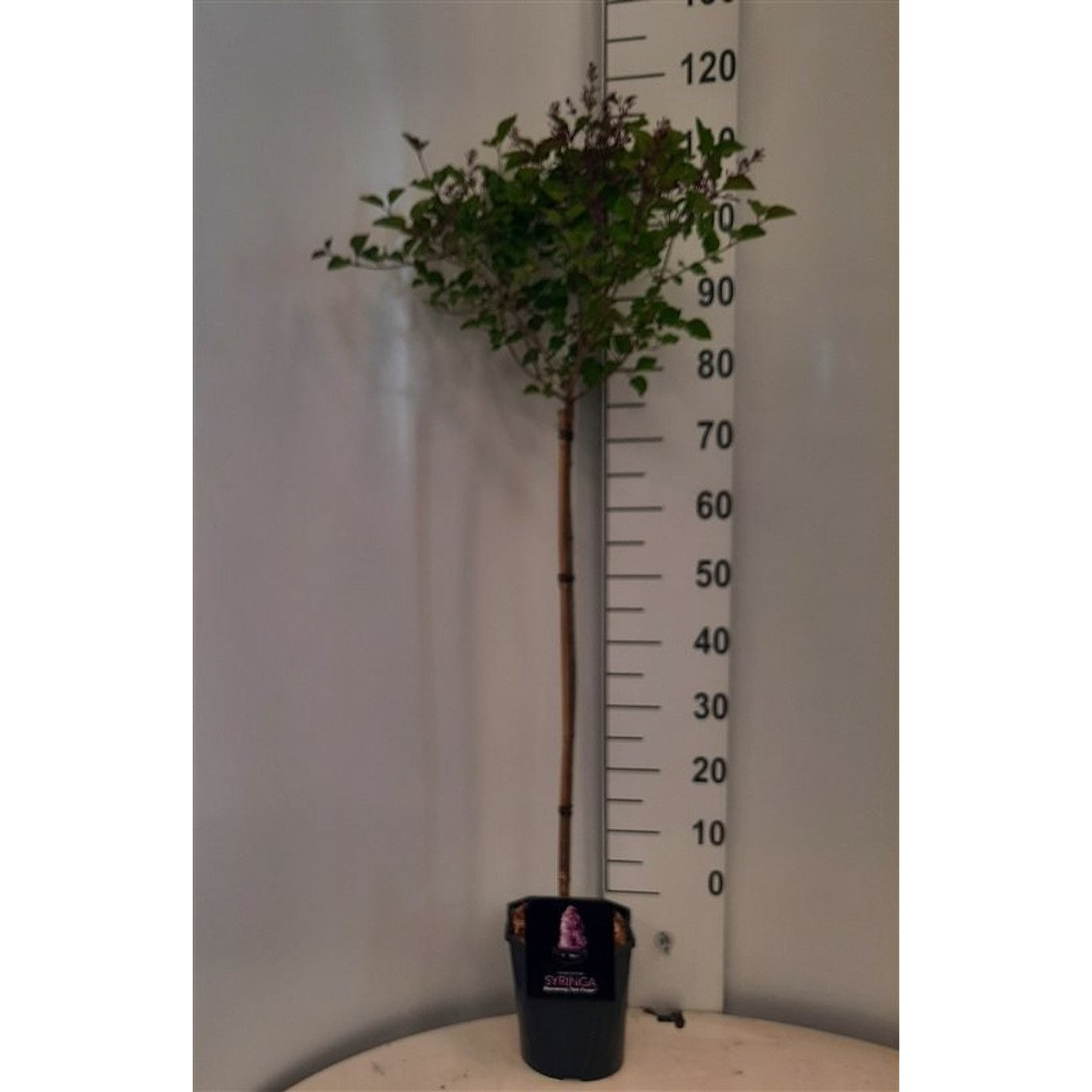 Syren – Syringa Bloomerang 'Dark Purple' - 80 CM Stem C5