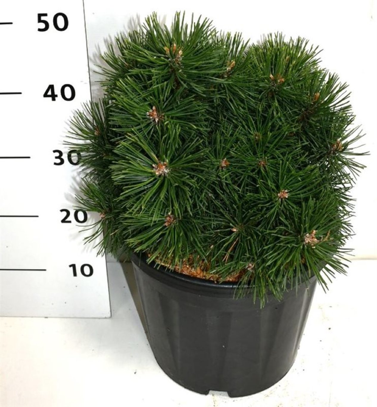 Bergtall – Pinus mugo &