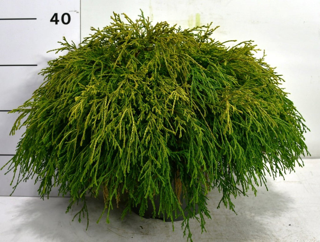 Ädelcypress – Chamaecyparis pisifera &