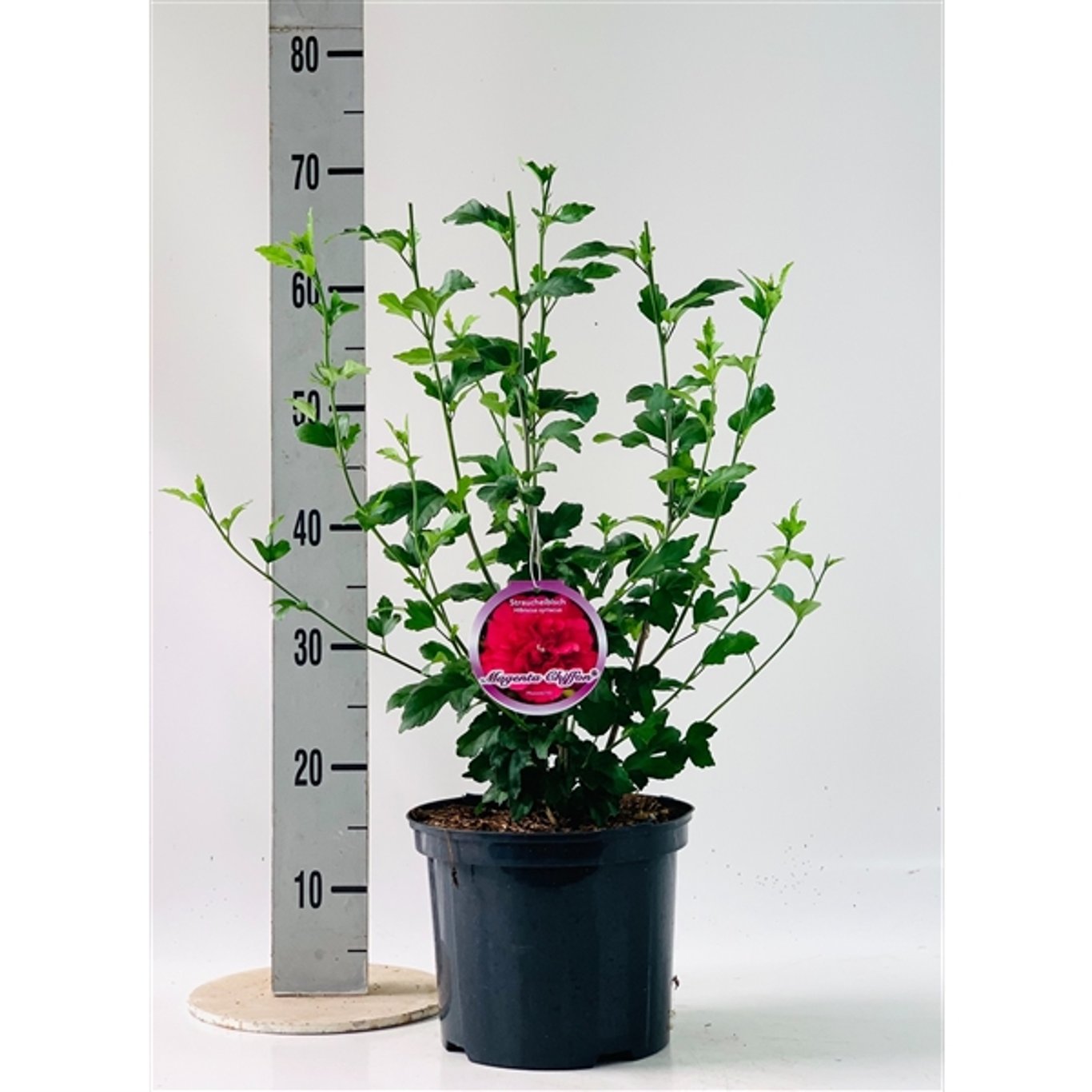 Hibiskus – Hibiscus syriacus 'Magenta Chiffon' - C5 60/+ CM