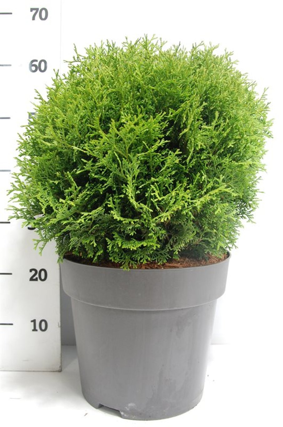 Thuja – Thuja occidentalis 'Tiny Tim' - C12 50-60 cm.