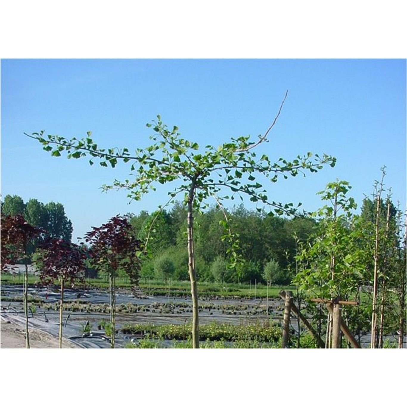 Ginkgo – Ginkgo biloba 'Pendula' - C25 6/8  200 CM Stem
