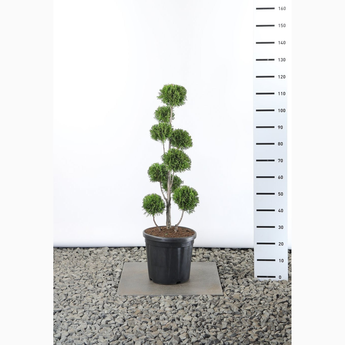 Thuja – Thuja occidentalis 'Golden Smaragd' - 60-80 CM PonPon Cont.