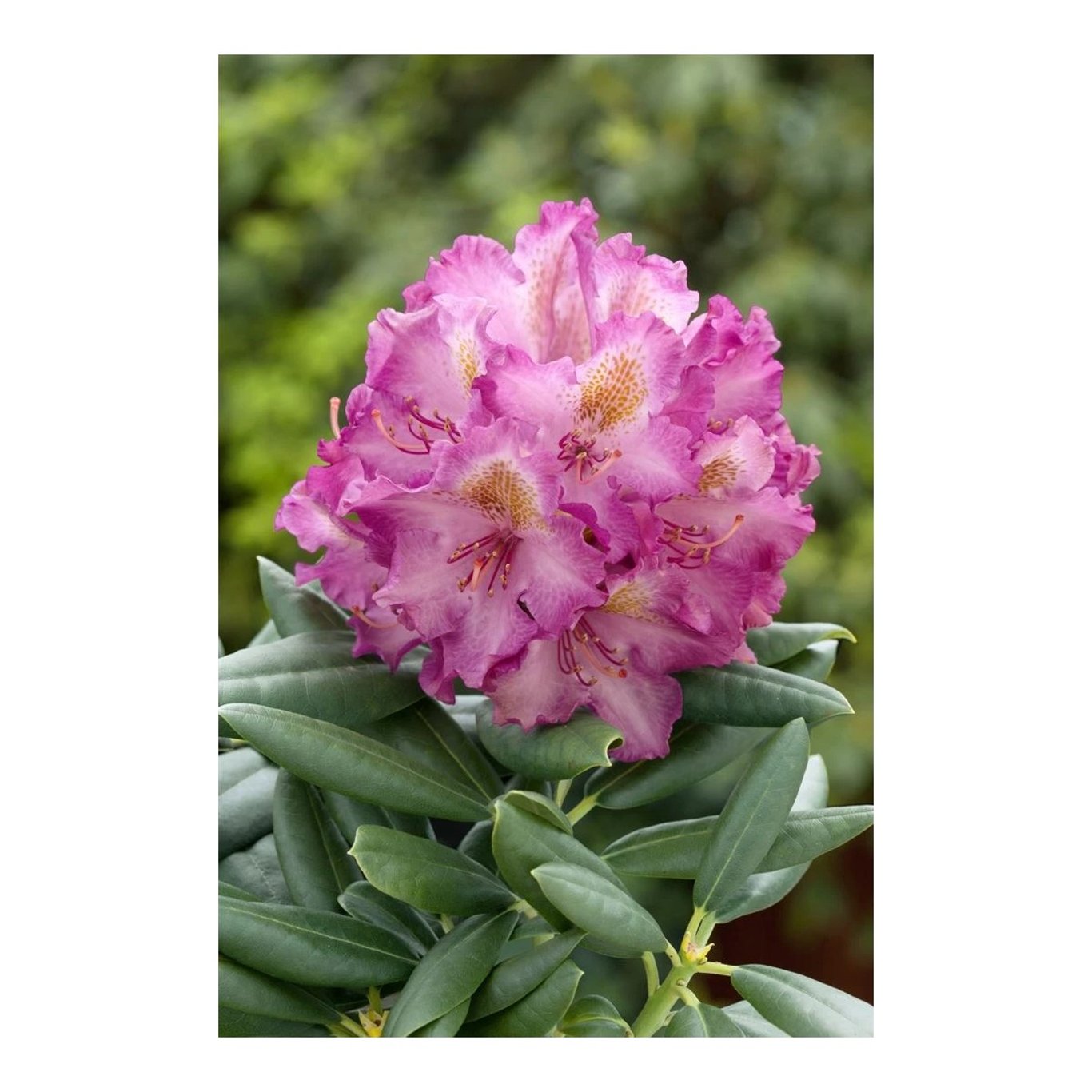 Rhododendron – Rhododendron (Y); 'Bohlken's L.berg' - C5 30-40 CM