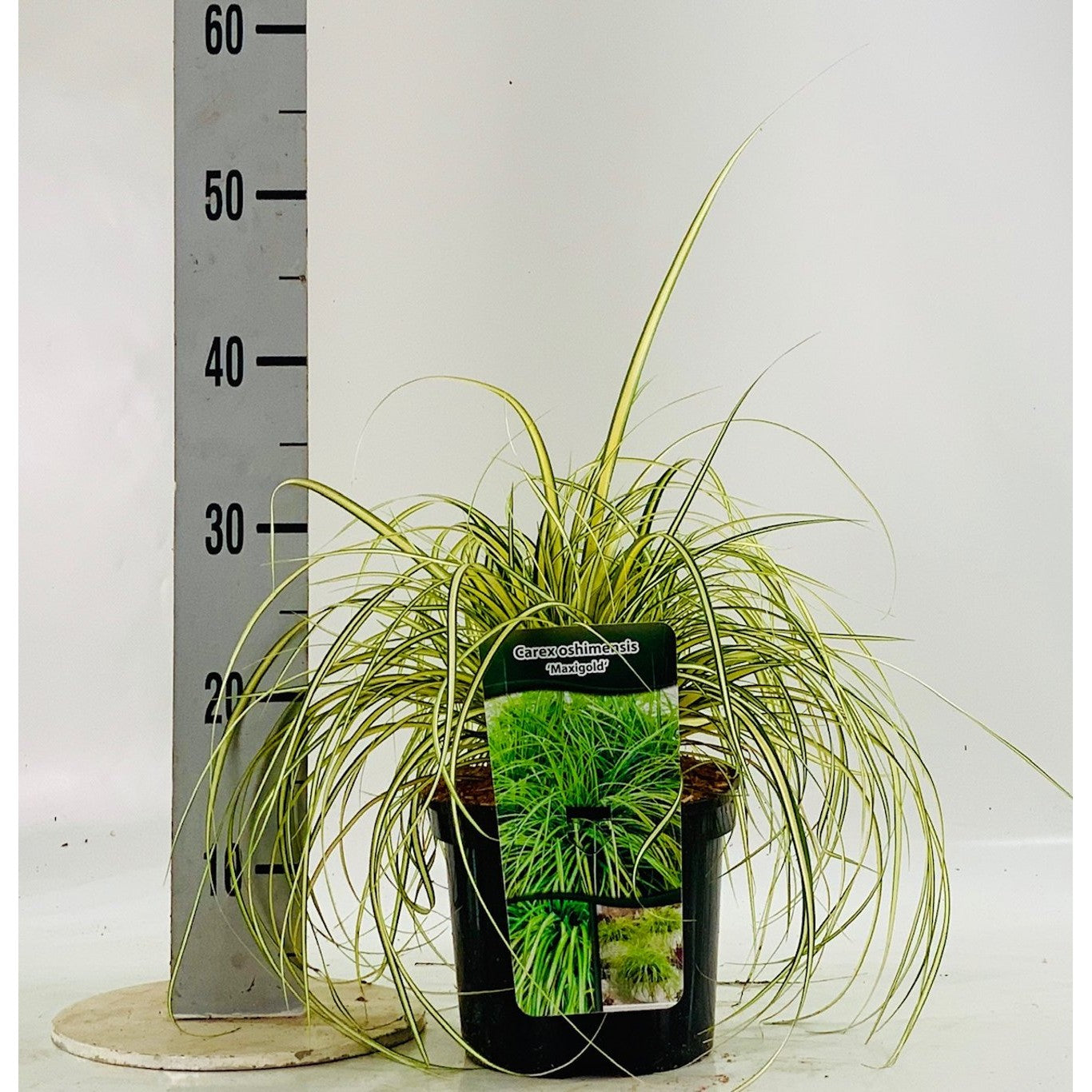 Starr – Carex oshimensis 'Maxigold' - C3
