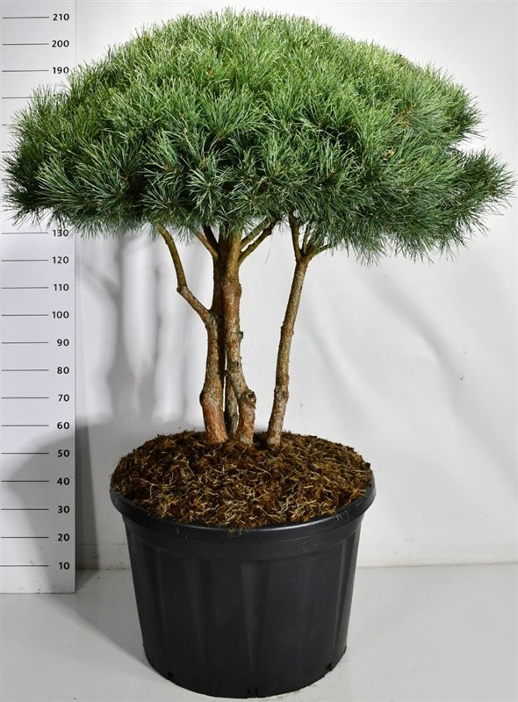 Tall – Pinus sylvestris &