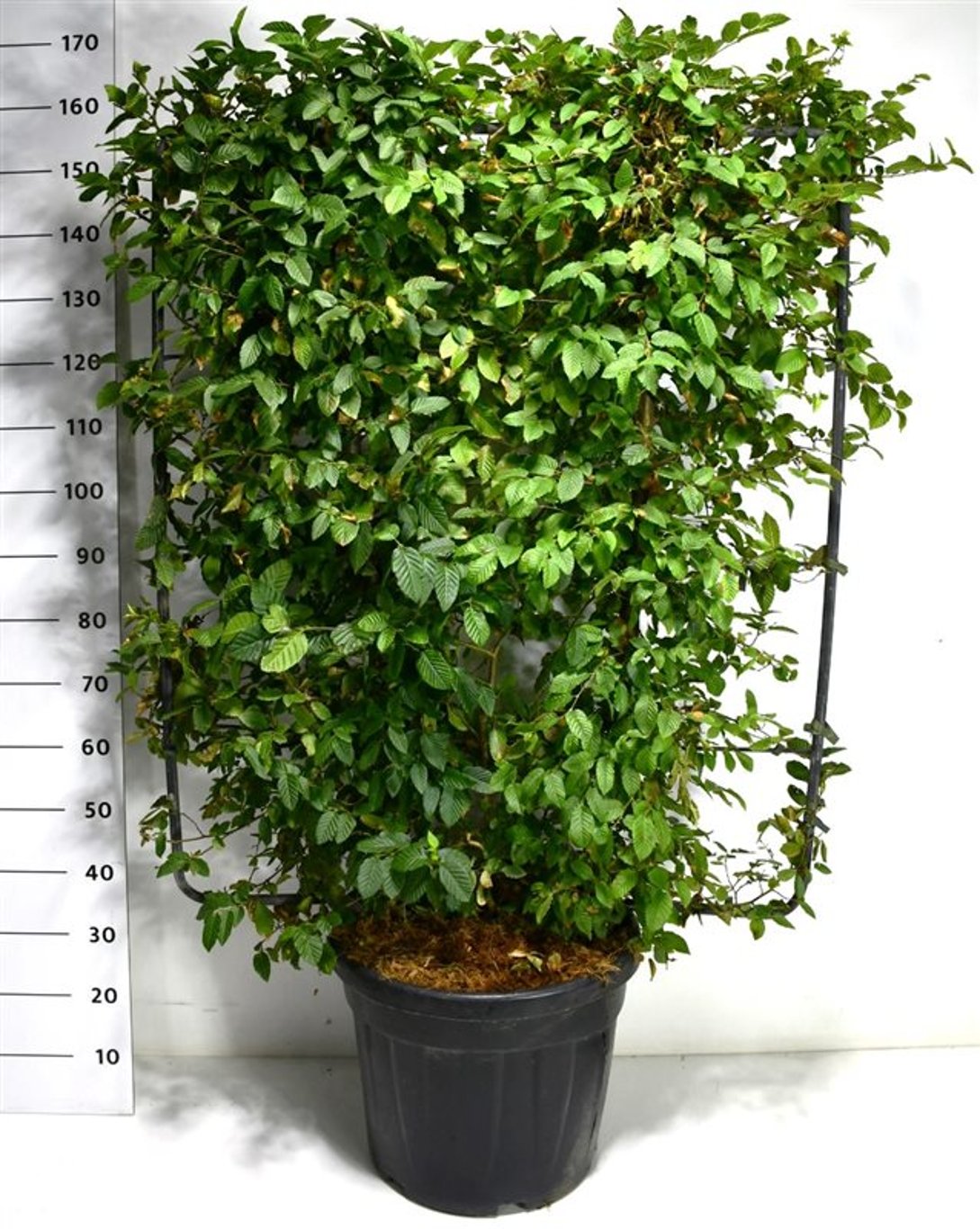 Avenbok – Carpinus betulus - C45 120 cm. Scherm