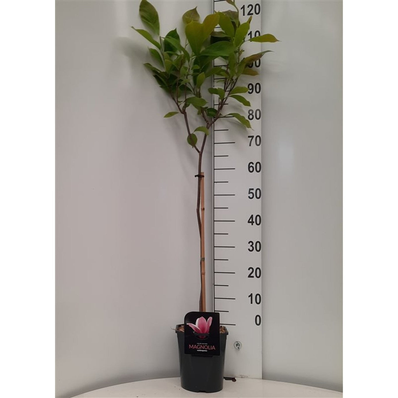 Äpple – Malus 'Snowdrift' - 60 CM Stem C5 - 2yr Crown