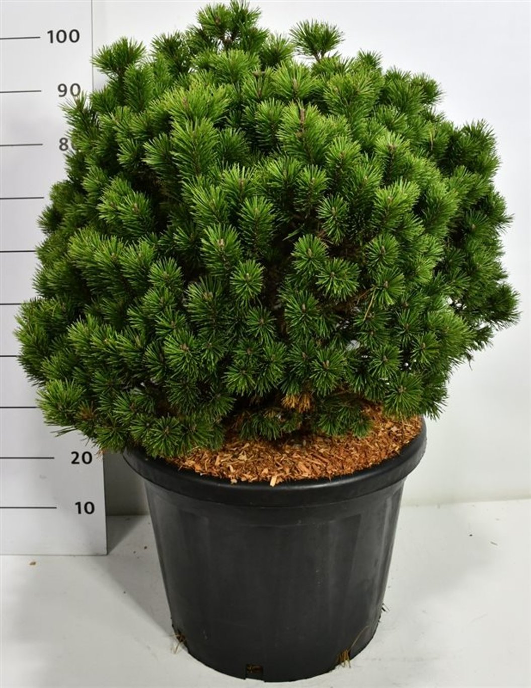 Bergtall – Pinus mugo 'Mops' - C45 70-80 cm. Sol