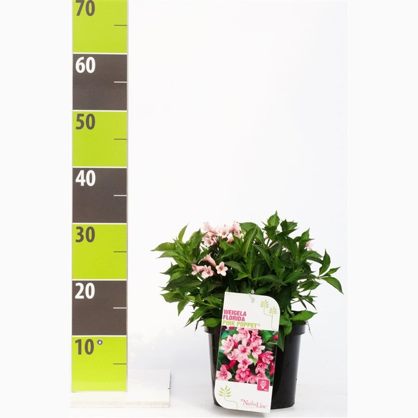 Praktweigela – Weigela florida 'Pink Poppet' - C3 25-30 CM