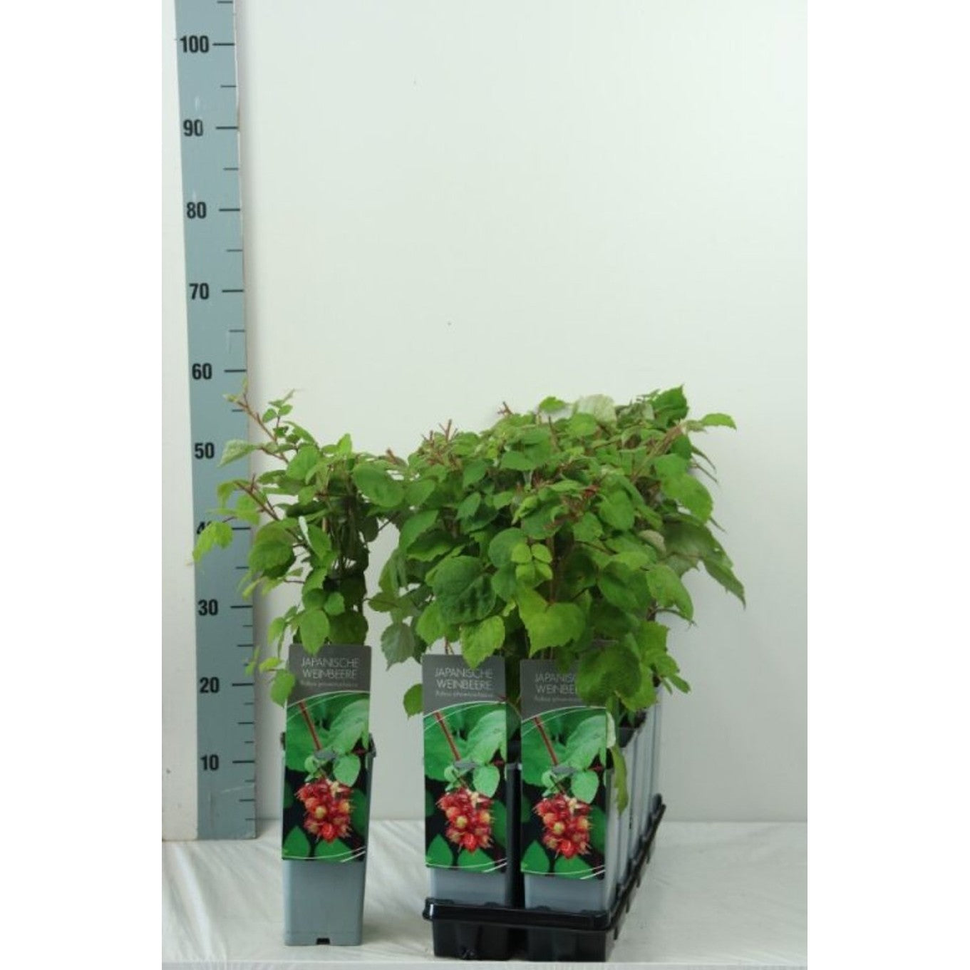 Vinbärshallon – Rubus phoenicolasius - C2 30-40 CM