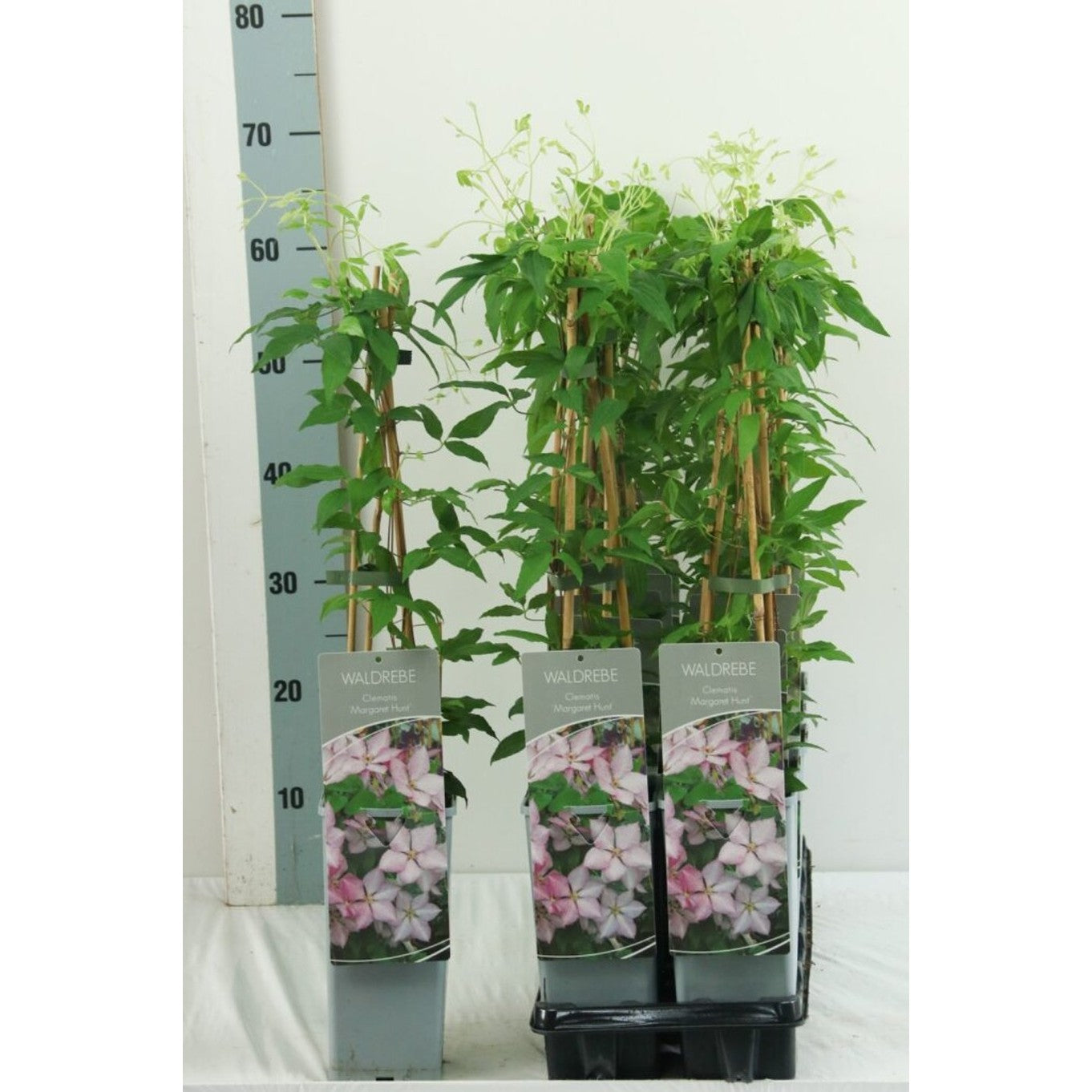 Klematis – Clematis 'Margaret Hunt' - C2 50-60 CM 3 Stick