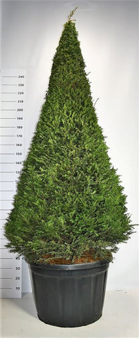 Idegran – Taxus baccata - C180 180-200 cm. Piramide