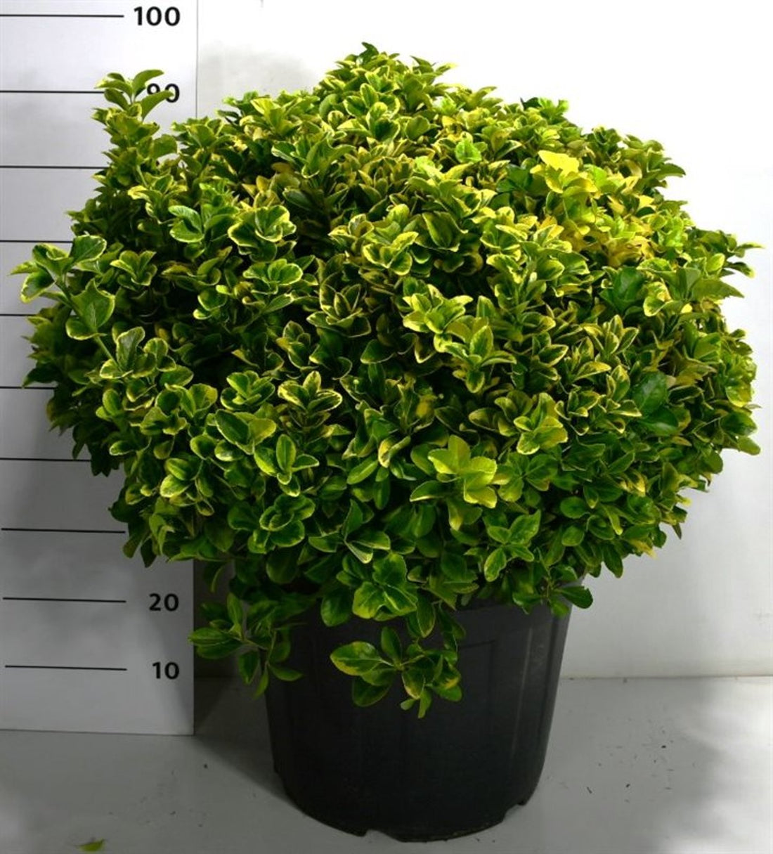 Japansk benved – Euonymus japonicus &